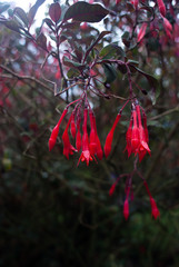 Beautiful pink and purple fuchsia flowers - tropical exotic flowers - rain forest plants -...