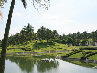 Garden palm trees and pond