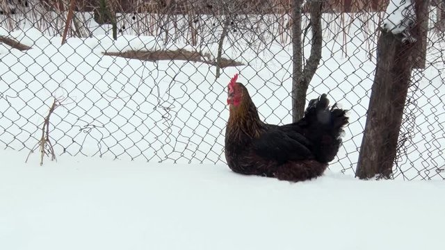 Black chicken walking on snow along the fence. Winter day