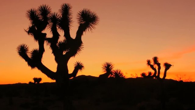 Sunrise Sunset Desert Timelapse Joshua Tree