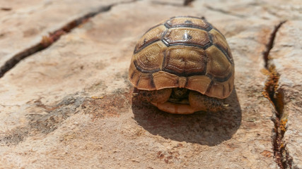 Obraz premium Kaplumbağa