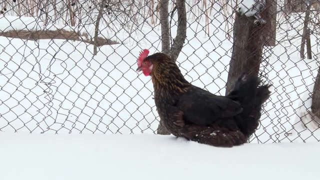 Black hen sitting in the snow near the fence. Winter day, snow