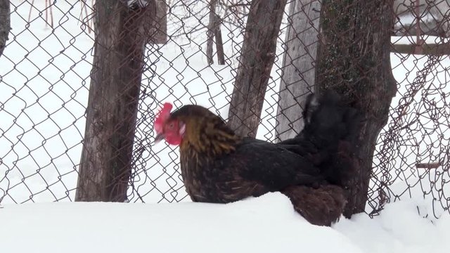 Black hen sitting in the snow near the fence. Winter day, snow.