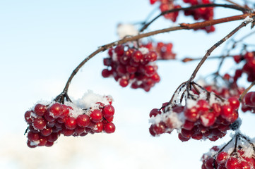 Snowball branches and berries in winter