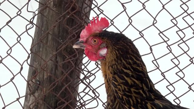 Black hen sitting in the snow near the fence. Winter day, snow. Close-up