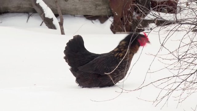 Black chicken walking on snow along the fence. Winter day