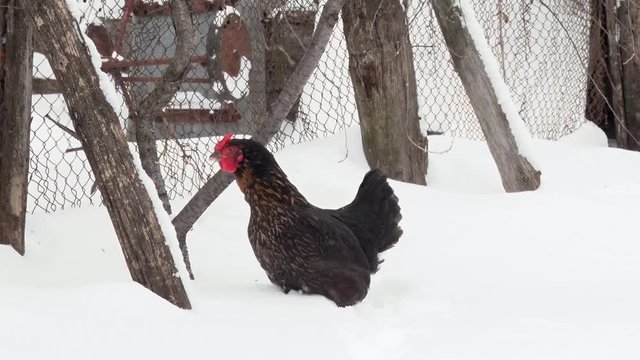 Black chicken walking on snow along the fence. Winter day