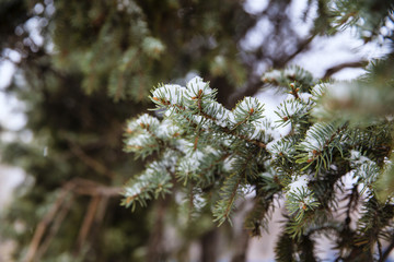 evergreen spruce in the snow, winter background