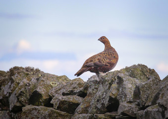 Red Grouse