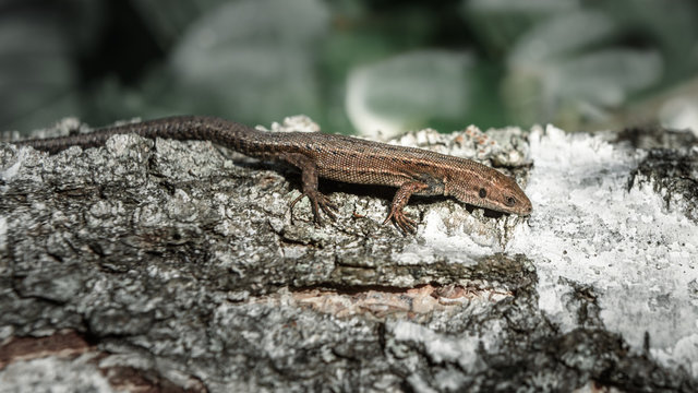small brown lizard running across the trunk of birch