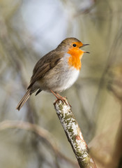 Red robin bird singing on the top of a tree branch during winter