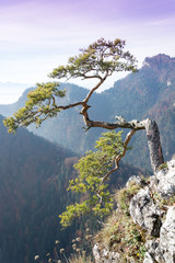 Old relic pine on Sokolica mountain