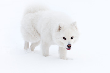 white Samoyed dog walks through the snow