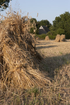 Sheaf of Barley. Harvestfestival Lhee Dwingeloo Drenthe Netherlands. oogst festival.