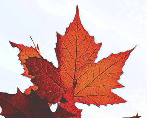 spectacular autumn colors of the leaves