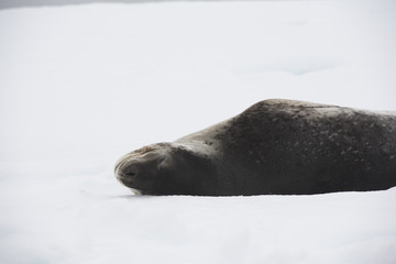 Leopard Seal Resting