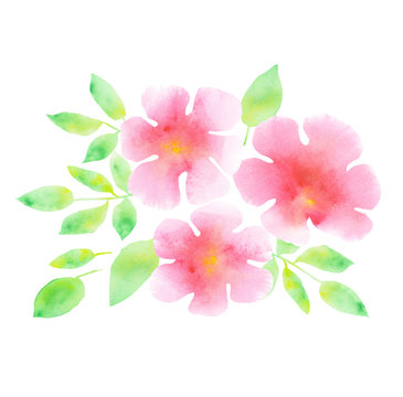 abstract floral watercolor illustration. tender rosy plumeria fl