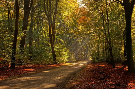 Fototapeta Sunrays of light in autumn forest with path and trees with colourful leaves.