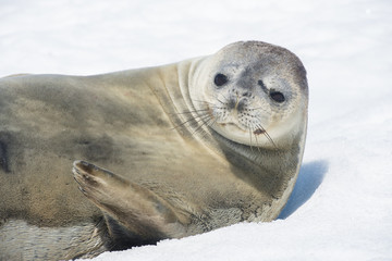 Fototapeta premium Seal on Ice