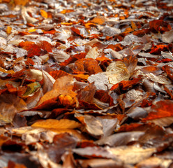 foliage