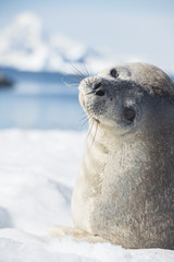 Glimpsing Seal