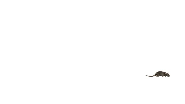 rat running on a white background