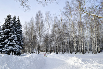 Trees without leaves and spruce covered with snow in a winter park.