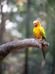 Conure relaxing on a tree with blur background