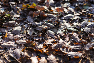 city park plants covered in frost