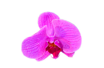 Naklejka na ściany i meble Pink orchid flowers. Isolated on white background