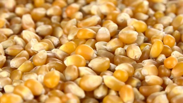 Fresh made Corn (dried) as not loopable 4K UHD footage