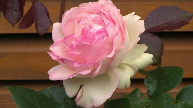 Die Rose "Herberstein" bewegt sich im Wind (Gro&szlig;aufnahme)