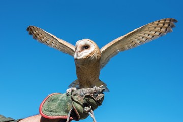 Naklejka premium A barn owl flapping its wings on the hand of its owner