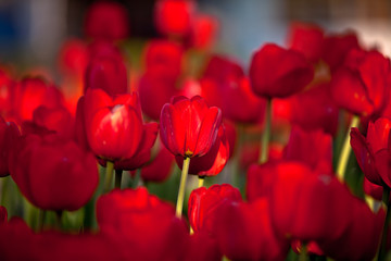 Tulipany na rynku w Muszynie