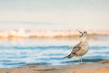 Одинокая чайка кричит стоя на песчаном берегу моря