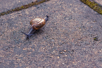 A snail crawling on the concrete block.