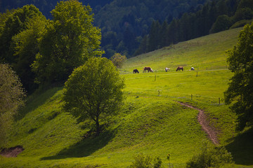 Słoneczny dzień w górach, w Muszynie nad rzeką Poprad © rogozinski