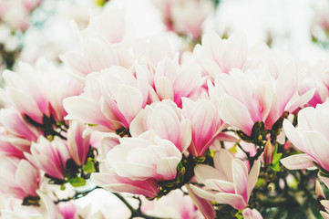 Obraz premium Blossoming of magnolia flowers in spring time