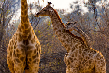 Giraffes Cuddling