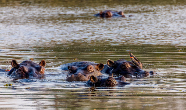 hippopotamus swimming
