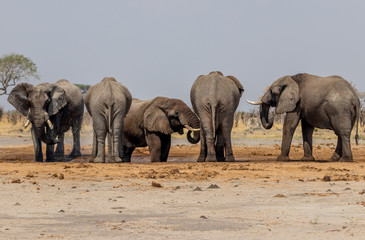 Obraz premium Elephants in Watering Hole