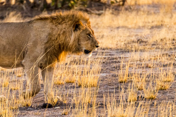 Male Lion Looking out