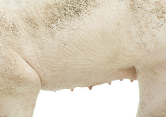 pig texture and white background © Ioan Panaite