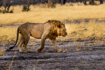 Male Lion Walking