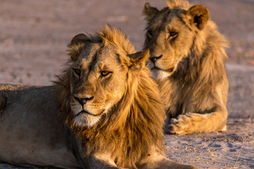 Male Lions looking out