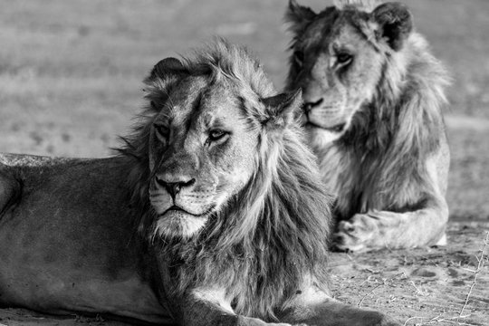 Male Lions Observing