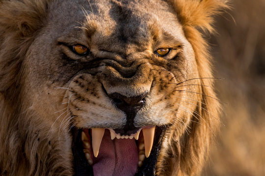Lion Roar Up Close