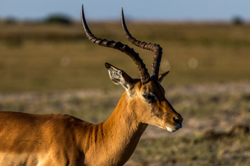 Impala close up