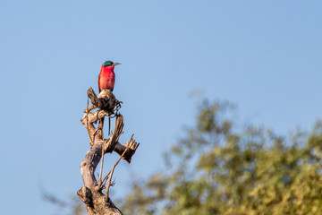 Carmine Bee Eeater