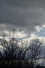 The naked trees shadow in the dark sky
